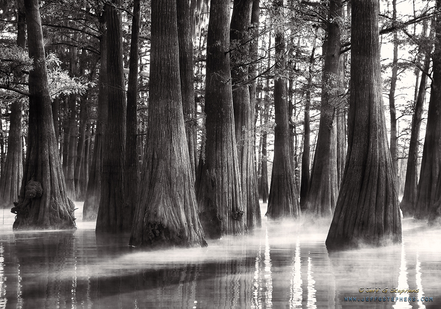 Black-and-white cypress trees in fog