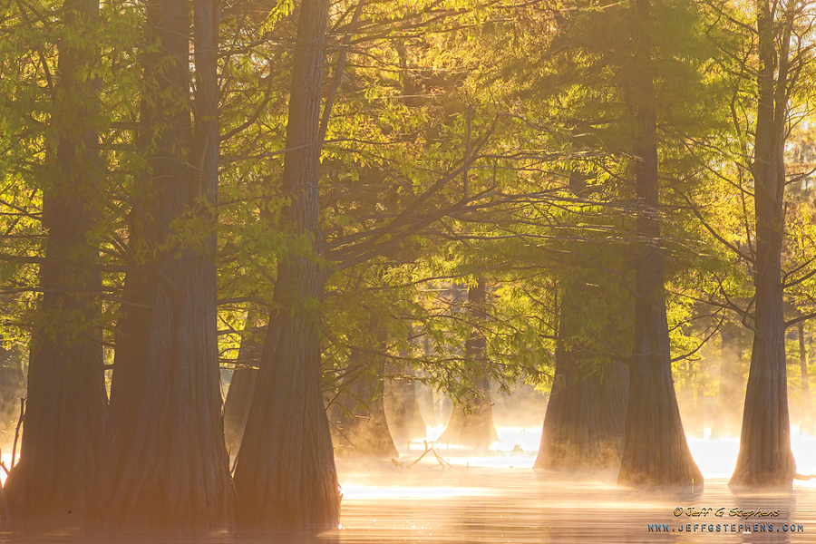 Warm light filtering through cypress trees