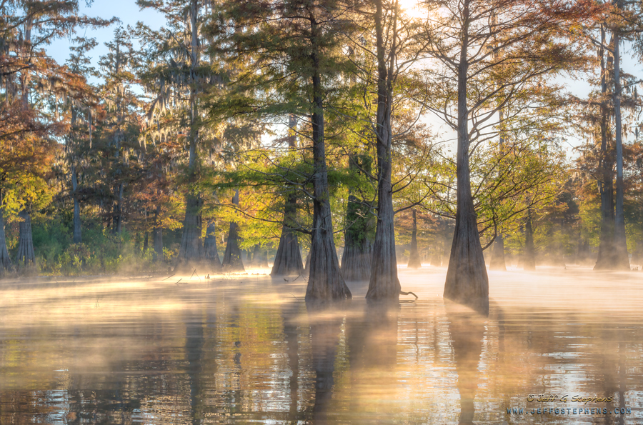 Sunlight and mist among cypress trunks