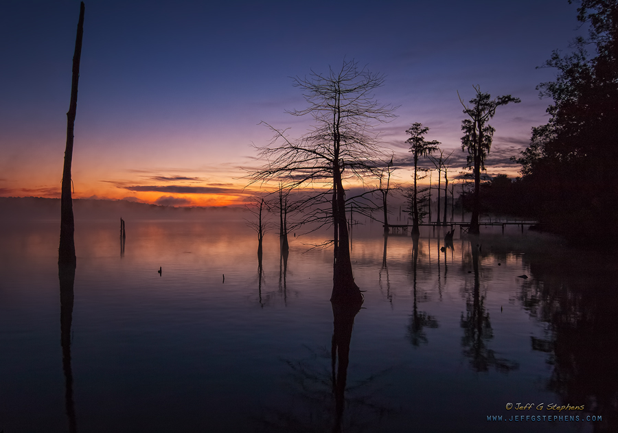 Tree silhouettes in a pink sunrise