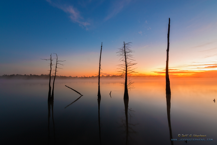 Tree silhouettes on still pastel water