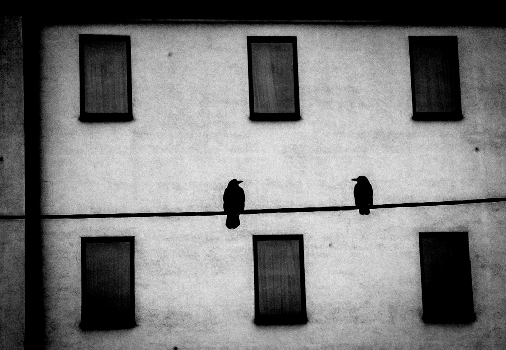 Birds resting against a stark building facade