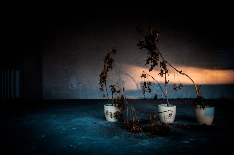 Sparse plants in a dim room