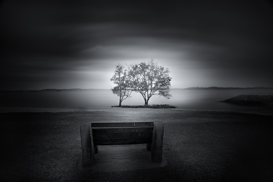 Bench facing a lone tree in black and white