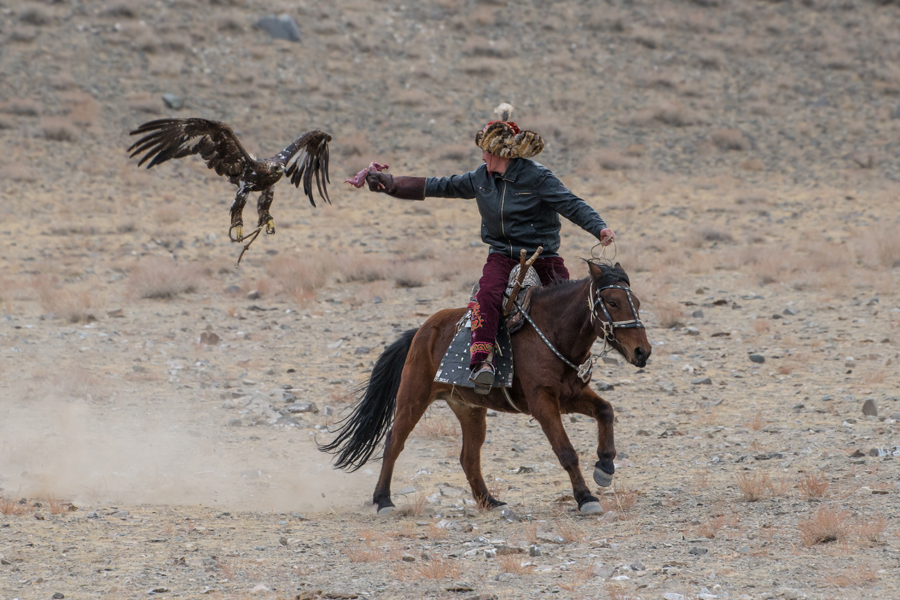Rider raising an eagle from horseback