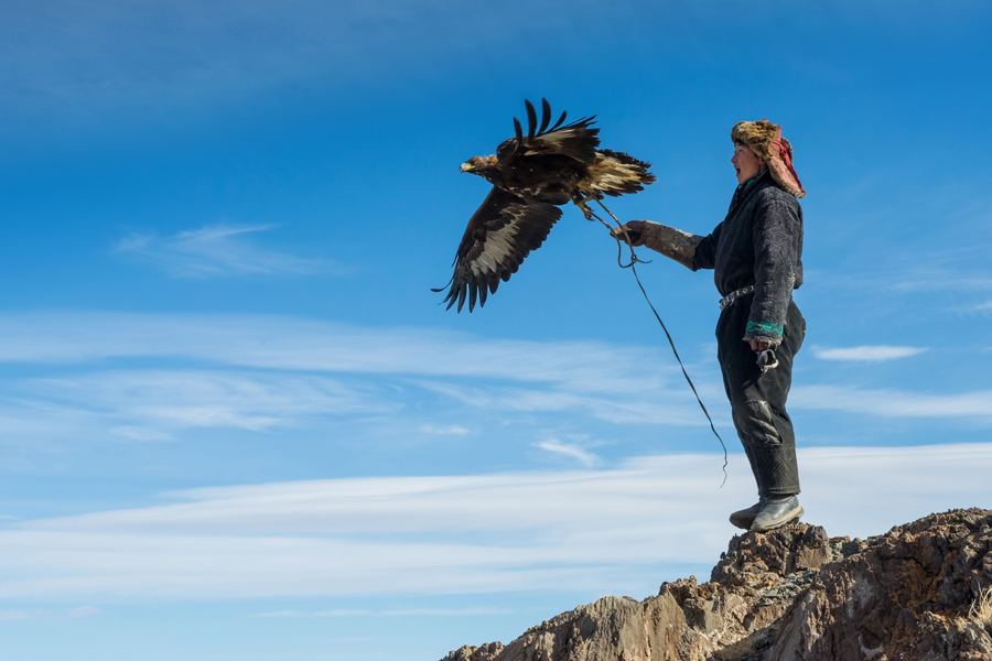 Handler watching an eagle in flight