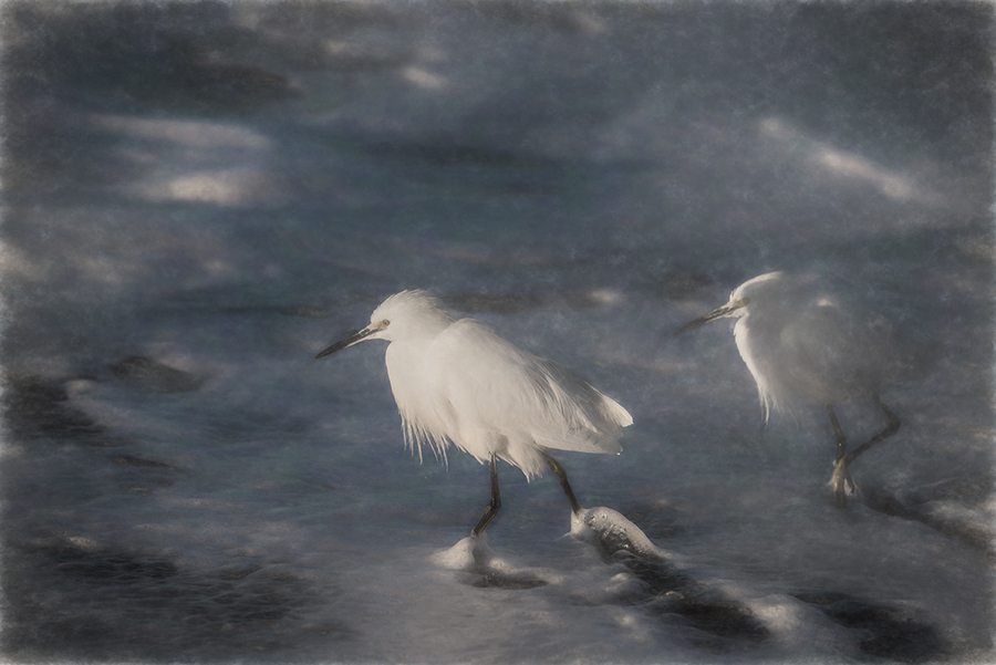 Snowy egret spreading its wings by the surf