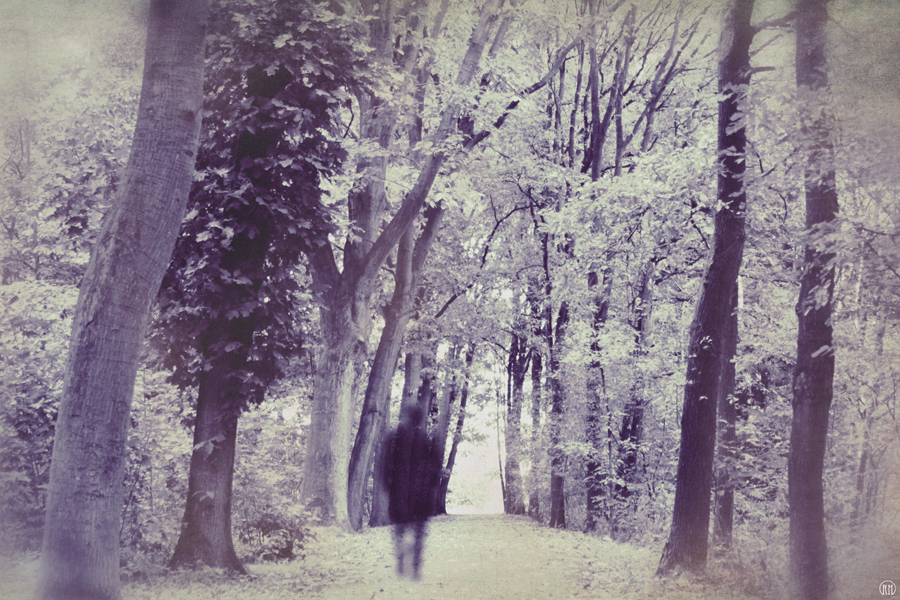 Person walking on a purple-tinted woodland path