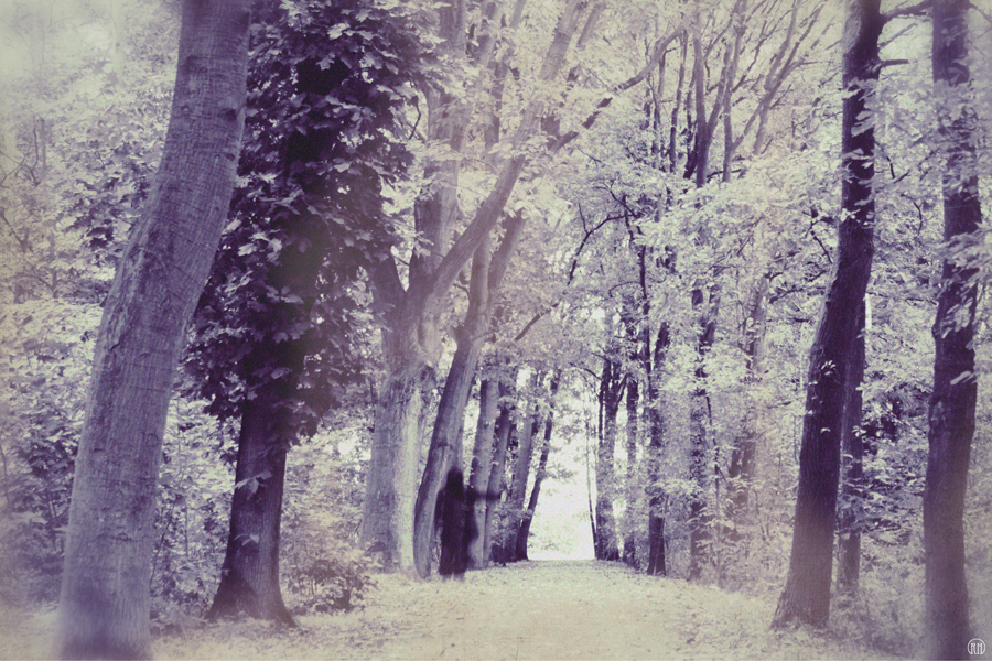 Figure on a purple-tinted forest path