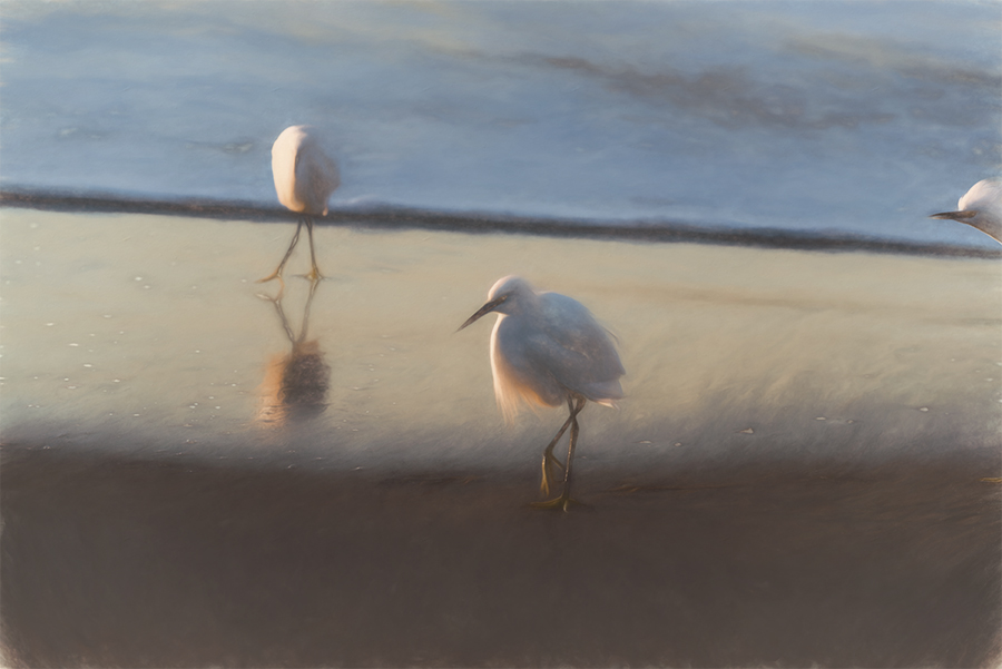 Two snowy egrets standing in wet sand