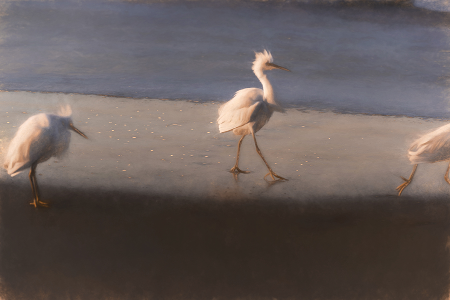 Snowy egrets walking along the beach