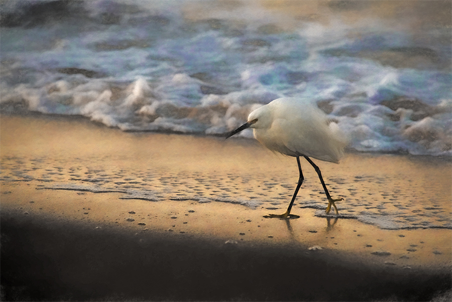Snowy egret running from the foamy surf