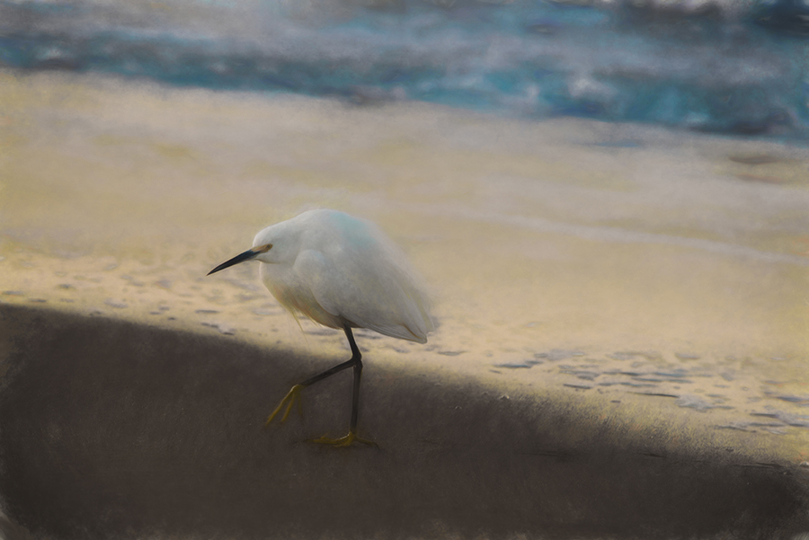 Snowy egret walking across damp sand