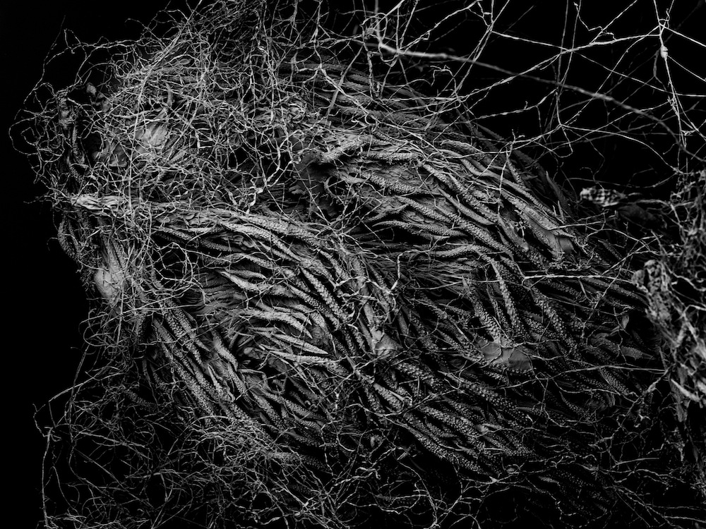 Close up of dried plant tissue captured with an SEM, 1.2 mm across, macro texture detail