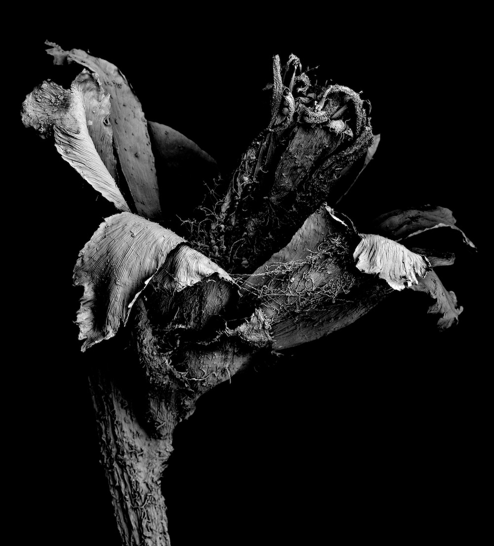 Withered plant under a scanning electron microscope at 4.2 mm width, tall portrait frame with layered texture