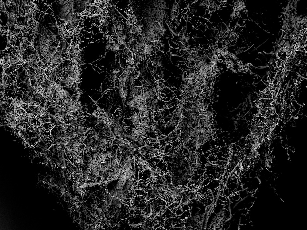 Scanning electron microscope image of a withered plant, 1.9 mm field of view, showing fine surface structure