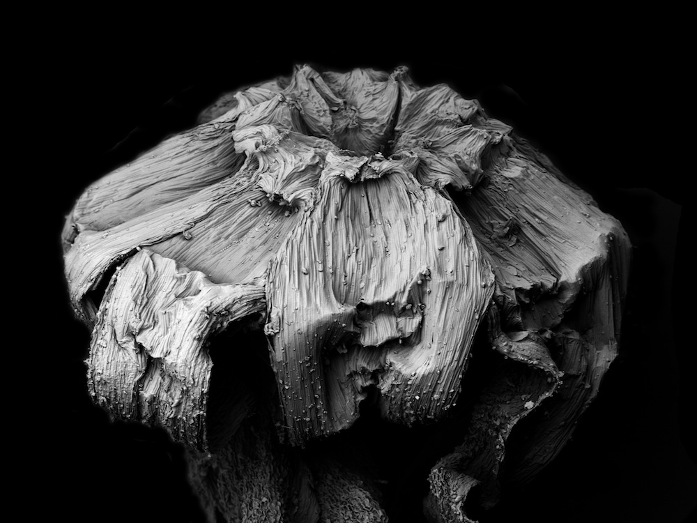Scanning electron microscope image of withered plant, 2.4 mm field, dramatic texture and depth
