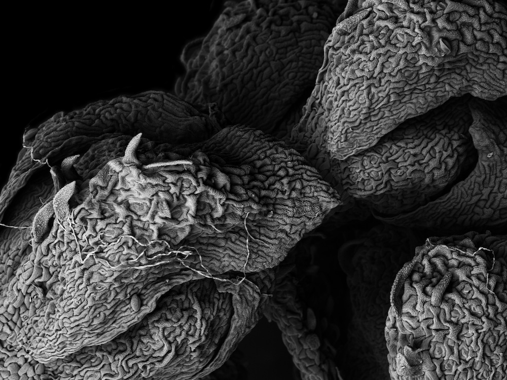 Tightest SEM close up of withered plant tissue, 0.64 mm across, extreme macro detail