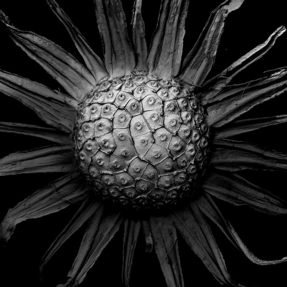 Widest SEM frame in the series of a withered plant, roughly 6 mm across