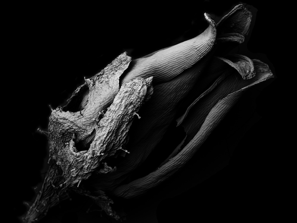 Microscopic view of a dying plant, 2.4 mm wide, scanning electron microscope macro photography