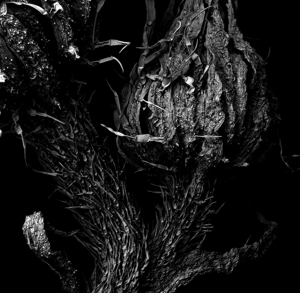 Withered plant under SEM at 2.4 mm width, high resolution microscopic detail