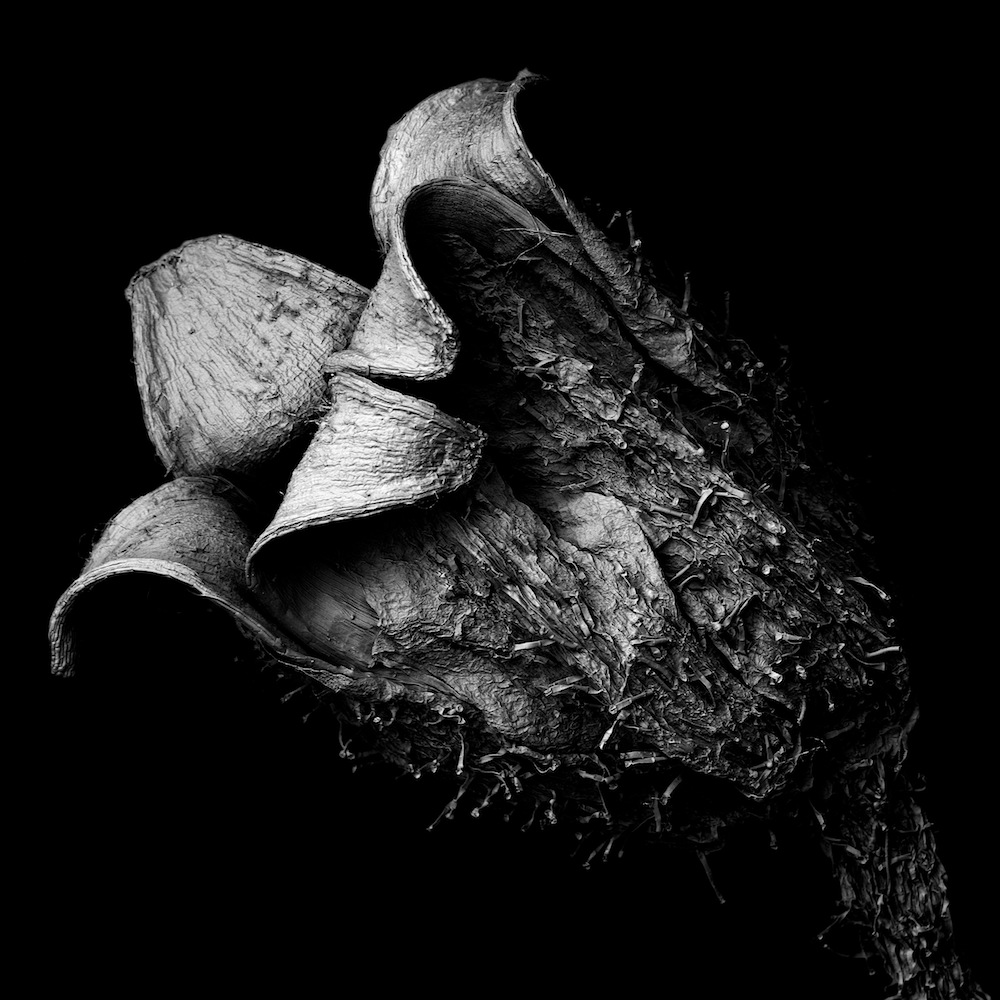 Square scanning electron microscope photo of decaying plant material, 3 mm field of view
