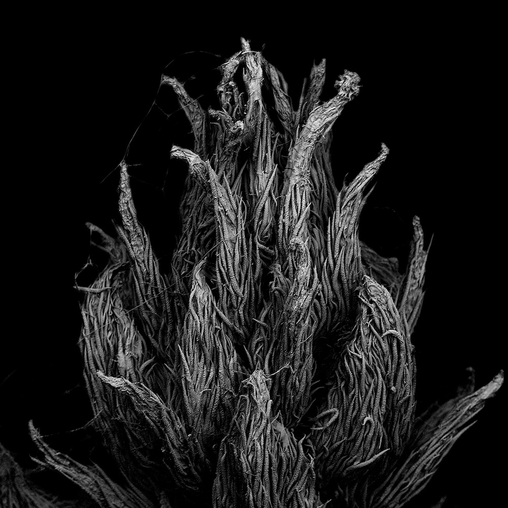 Square SEM macro of a withered plant, 1.8 mm wide, cell structures and ridges