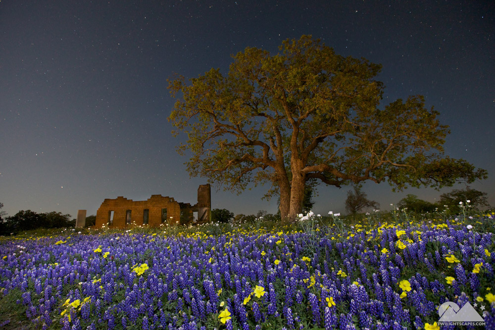Purple and yellow flowers beneath a large tree beside a ruined building at night