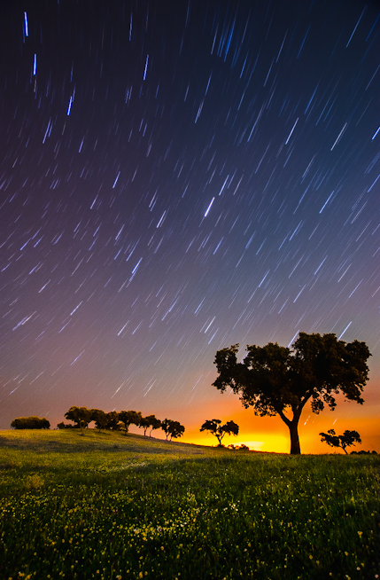 Star trails over trees at dusk - astrophotography by Joao Santos