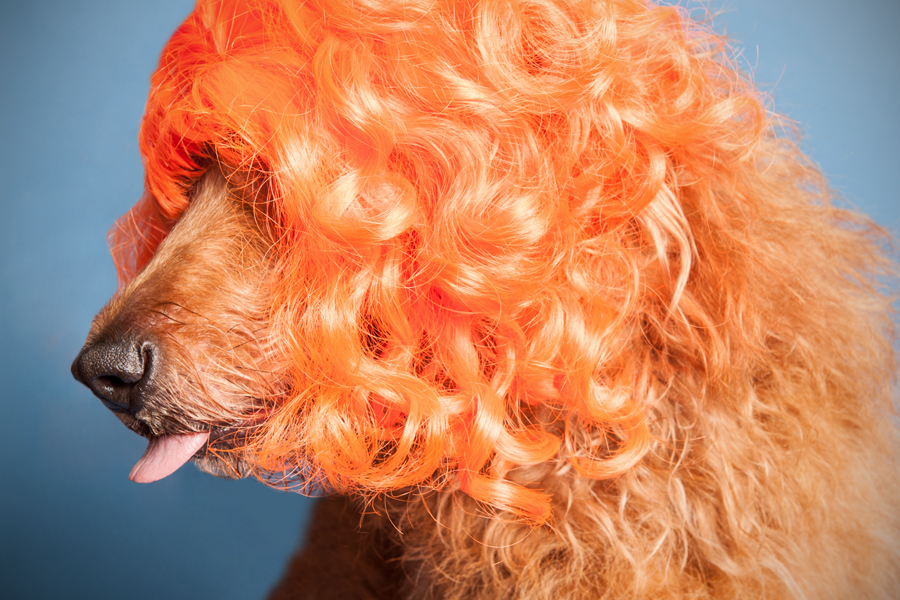 Frankie in a curly orange wig - WIG-GLES dog portrait by Paola Paladini