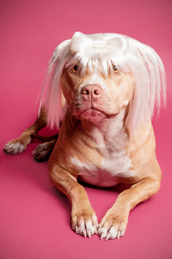 Katie Sue in a white-blonde wig - WIG-GLES dog portrait by Paola Paladini