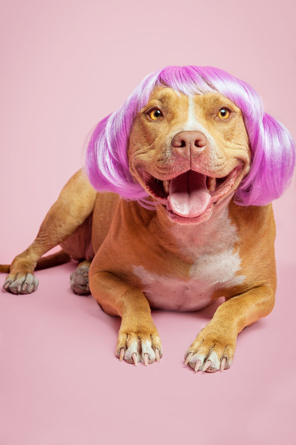 Katie Sue in a purple bob wig - WIG-GLES dog portrait by Paola Paladini