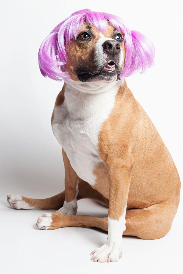 Lucy in a rainbow wig - WIG-GLES dog portrait by Paola Paladini
