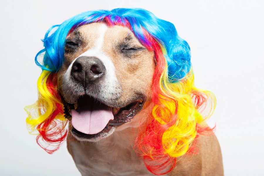 Lucy in a blue and rainbow wig - WIG-GLES dog portrait by Paola Paladini