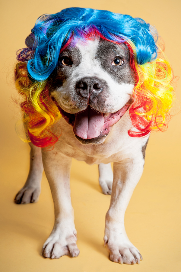 Bubba in a blue and yellow wig - WIG-GLES dog portrait by Paola Paladini