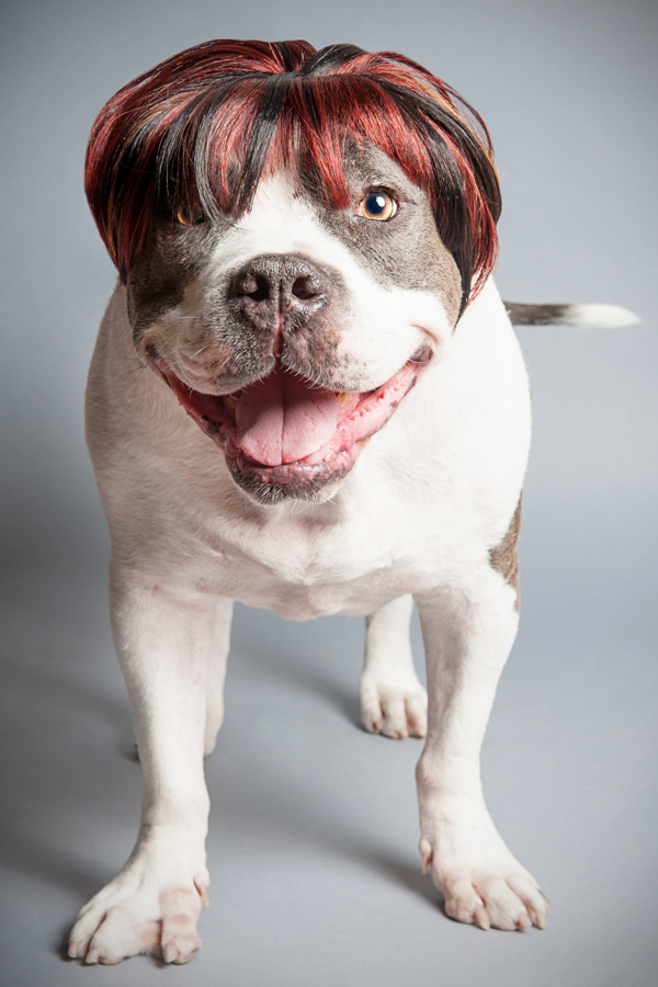 Bubba in a brown bob wig - WIG-GLES dog portrait by Paola Paladini