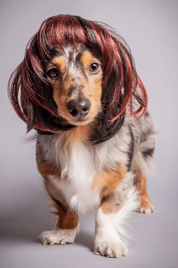 Thor in a brown wig - WIG-GLES dog portrait by Paola Paladini