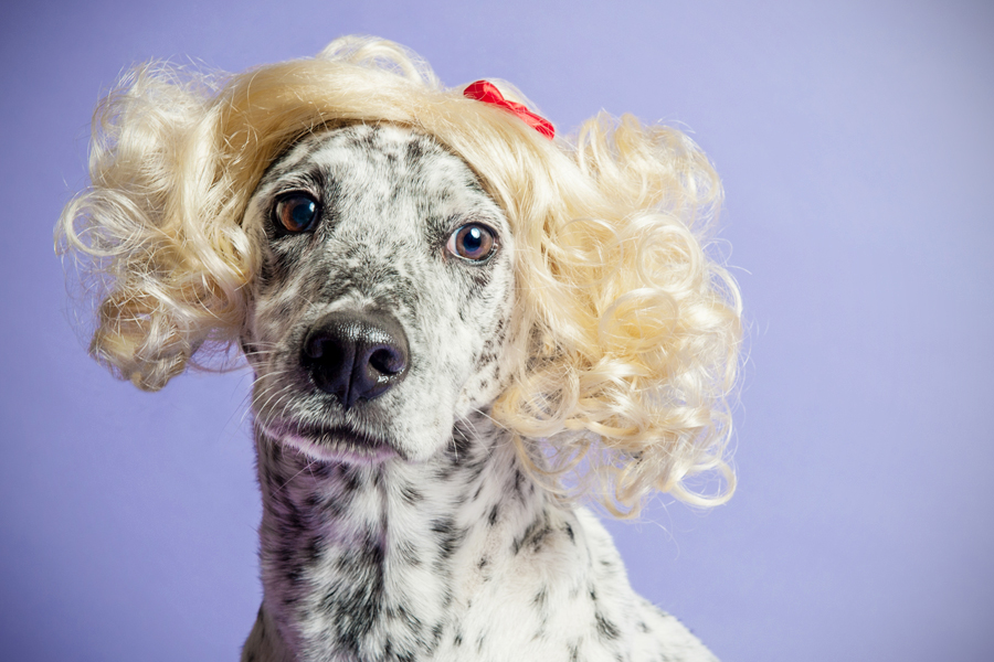 Ellie the spotted dog in a blonde curly wig - WIG-GLES dog portrait by Paola Paladini