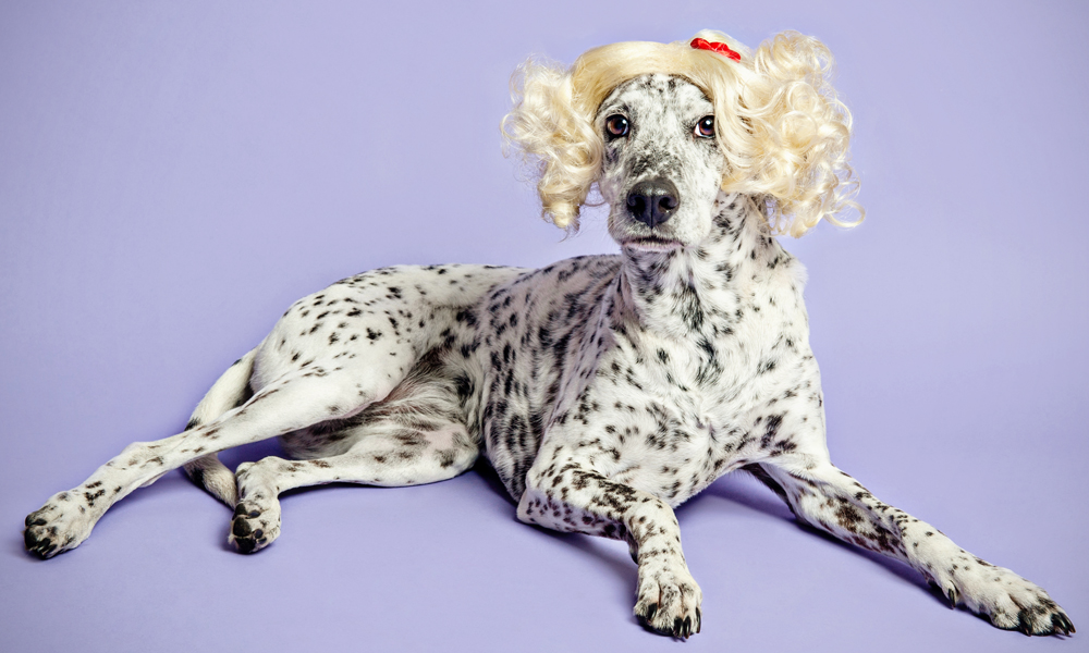 Ellie the spotted dog in a blonde wig, lying down - WIG-GLES dog portrait by Paola Paladini