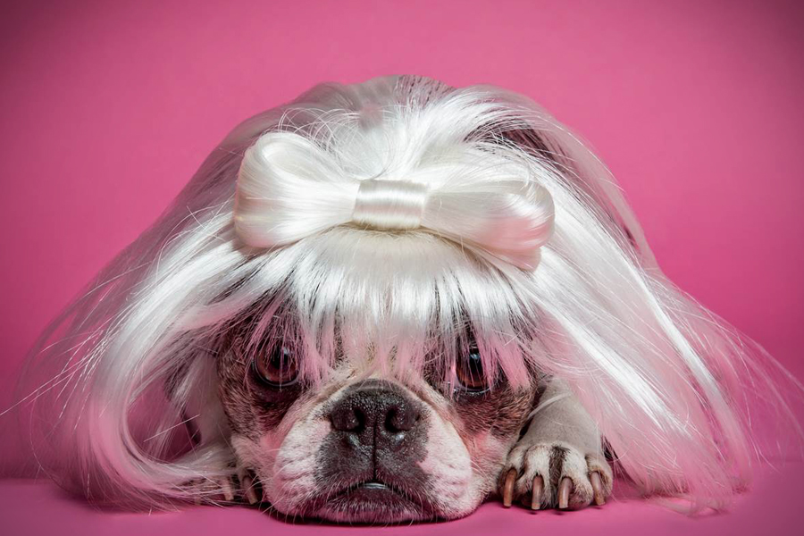 Prada in a white-blonde wig with a bow - WIG-GLES dog portrait by Paola Paladini