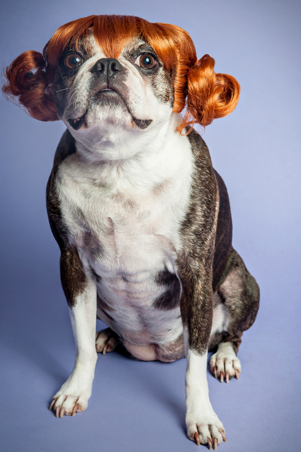 Prada in a red-brown wig - WIG-GLES dog portrait by Paola Paladini