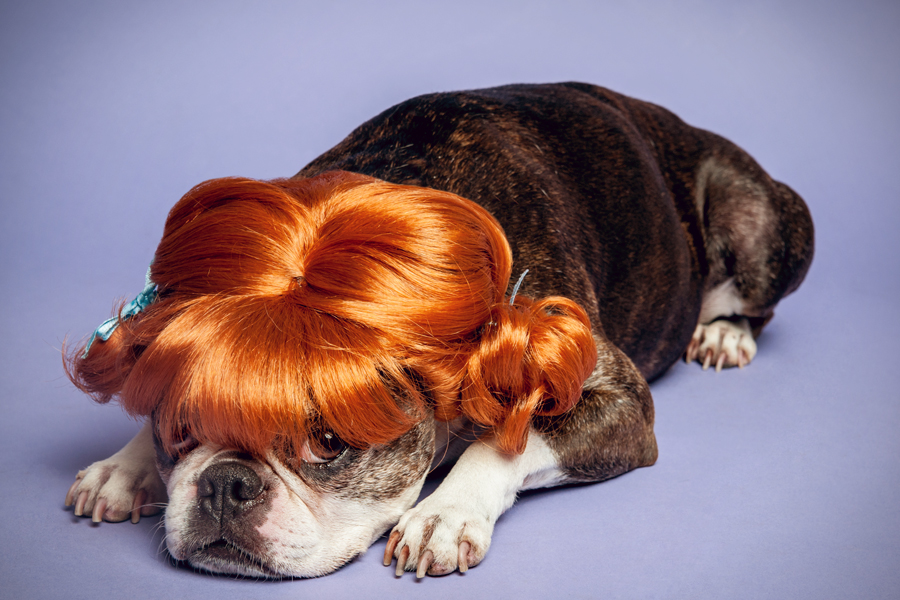 Prada in a long white-blonde wig - WIG-GLES dog portrait by Paola Paladini