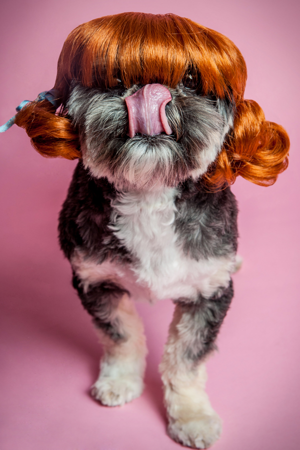 Samus in an auburn wig, tongue out - WIG-GLES dog portrait by Paola Paladini