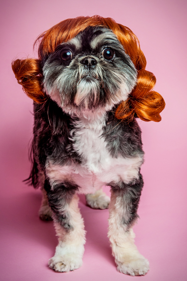 Samus in an auburn wig - WIG-GLES dog portrait by Paola Paladini