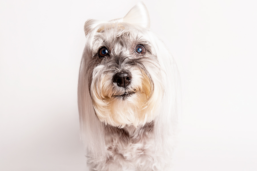 Leia in an orange wig - WIG-GLES dog portrait by Paola Paladini