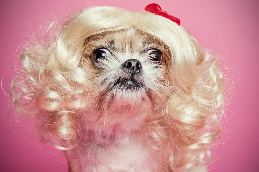 Sprout in a blonde curly wig - WIG-GLES dog portrait by Paola Paladini