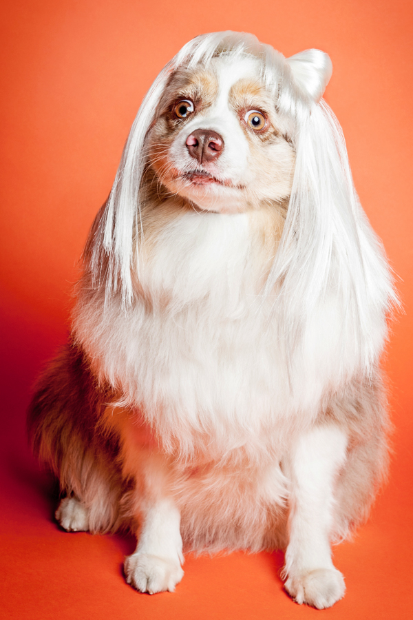 Zoey in a long white wig - WIG-GLES dog portrait by Paola Paladini