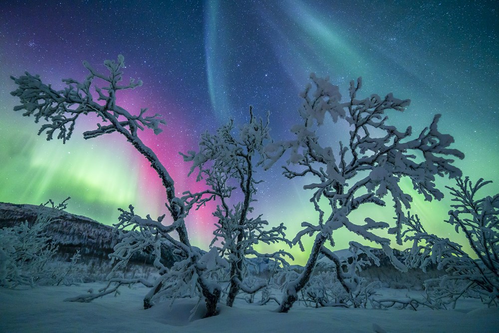 'Fairy Tree' - northern lights photograph by Nicolas Raspiengeas