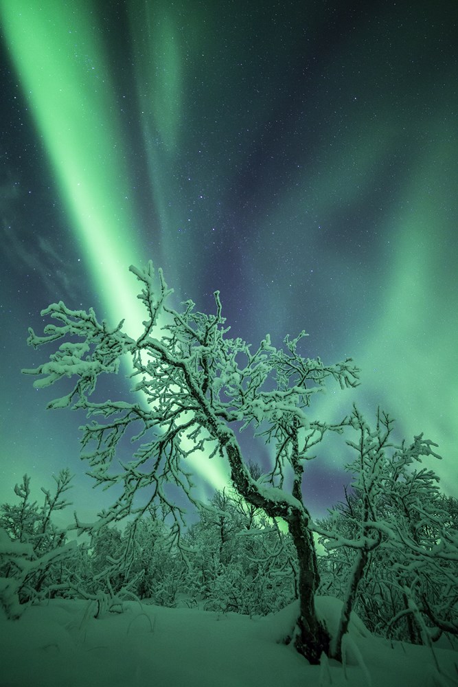 'Spirit Of Forest' - northern lights photograph by Nicolas Raspiengeas