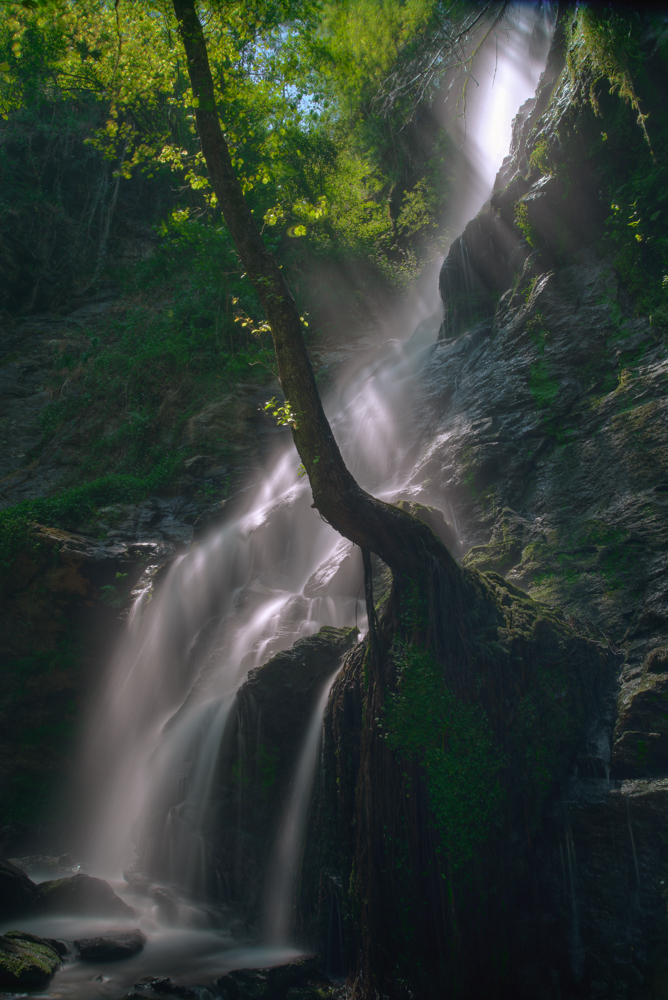 Long exposure waterfall falling past a leaning tree in a green Galician forest